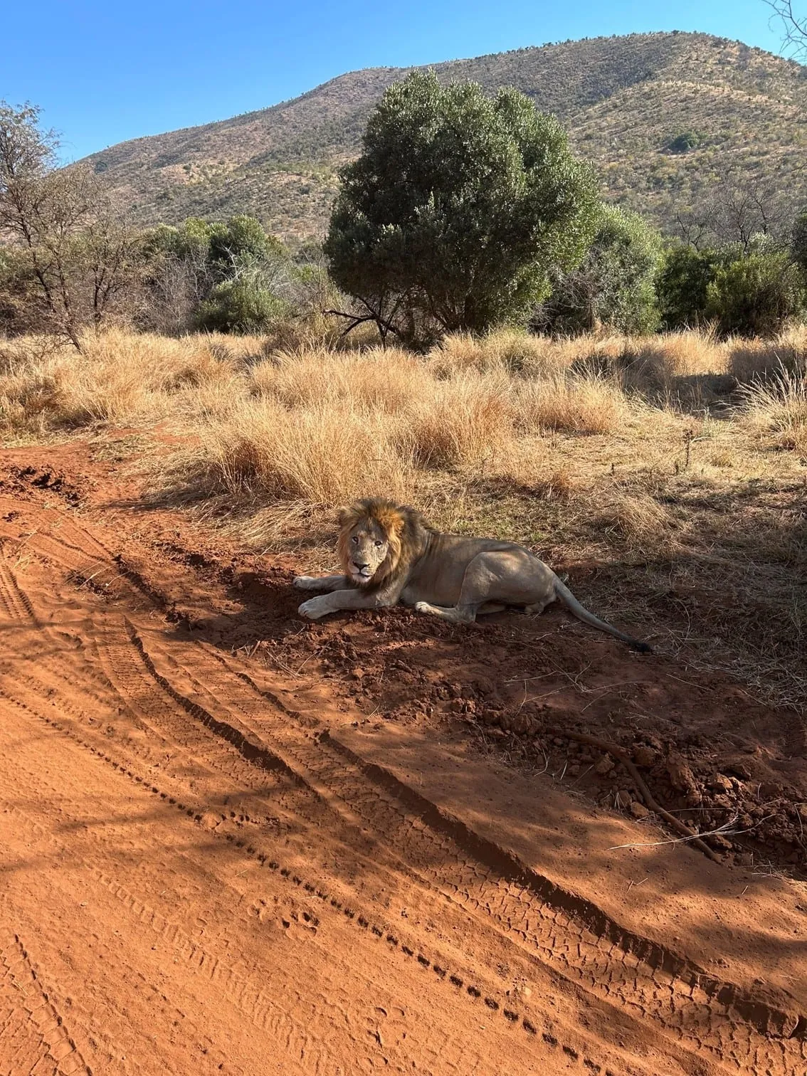 A male lion resting in the Rooiberg bushveld, a Big 5 environment walked on foot with two armed guides.
