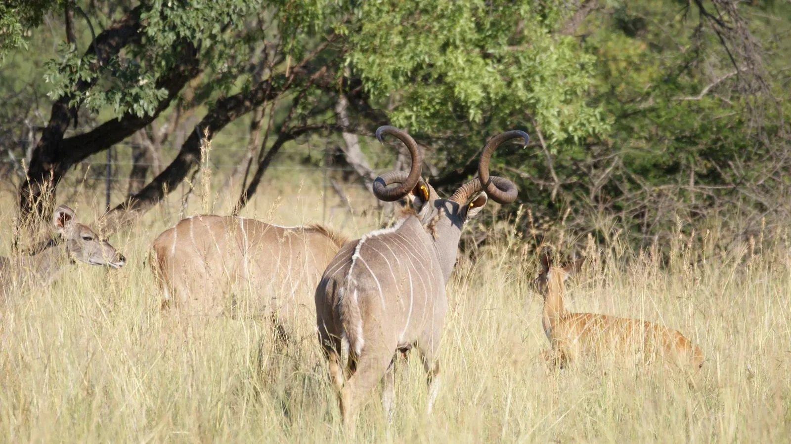 Kudu in the thick green bushveld around Oukraal, the bush lodge reached on the second day.