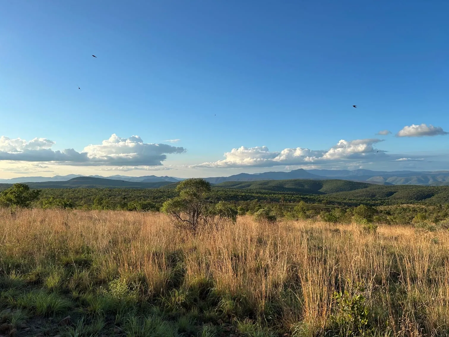 Open bushveld and layered mountains of the Rooiberg, Limpopo, under a wide sky.