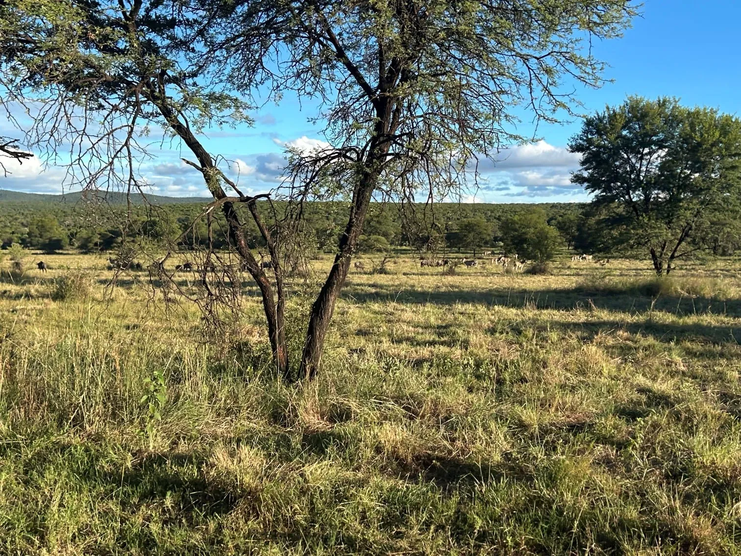 The valley around Rotavi Lodge, the basecamp at the foot of the Rooiberg where the trail begins and ends.