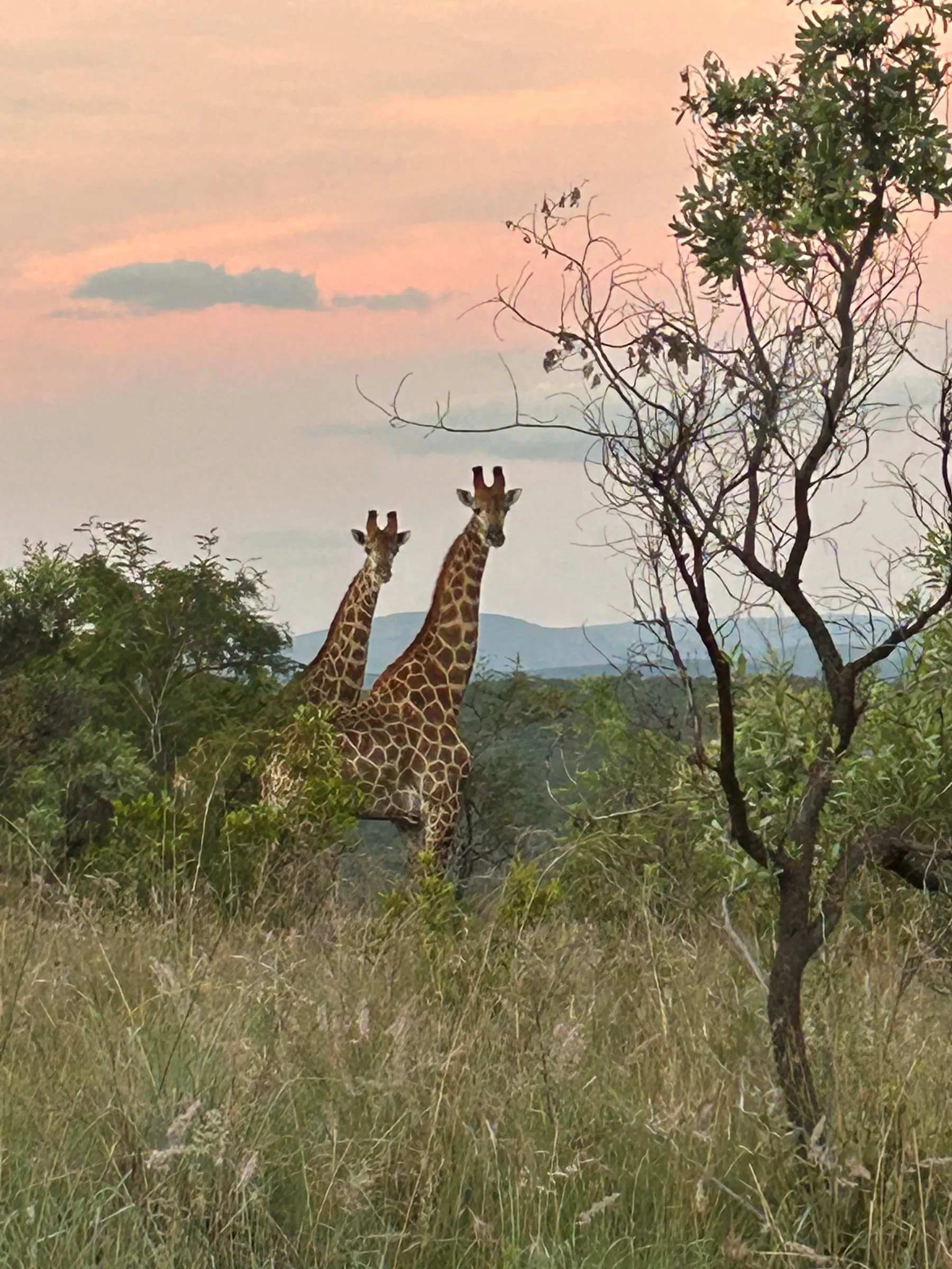 Giraffes at sunset on the ridges near ViervanAcht, the mountain lodge and the third night of the trail.